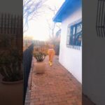 Ranger🥵🔥🔥#amapiano #dance #africa #usa #youtubeshorts #southafrica #fyp #trending #shorts #me #uk 1783737302_maxresdefault.jpg